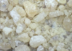 Jual Gum Damar Jakarta